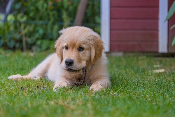 Quels sont les signes d'une bonne socialisation chez un chiot de race Golden Retriever?