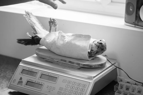 Comment aider un chien de race Boxer à tolérer les visites chez le vétérinaire?