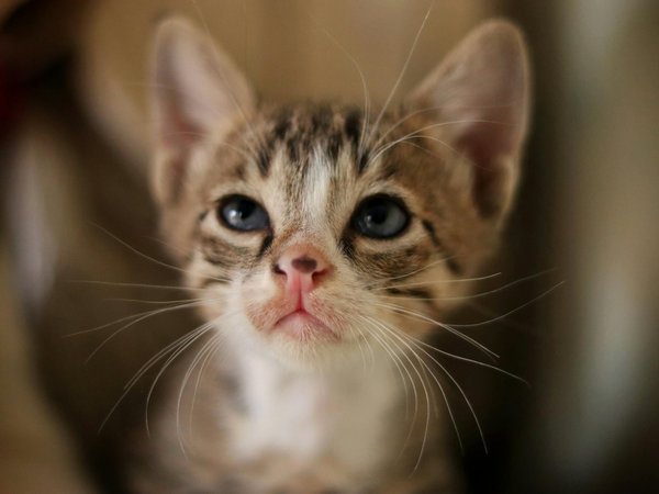 Comment optimiser l'alimentation d'un chat de race Manx pour prévenir les troubles digestifs?