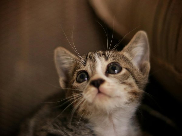 Quels sont les signes précurseurs de stress chez un chat de race Maine Coon et comment y remédier ?