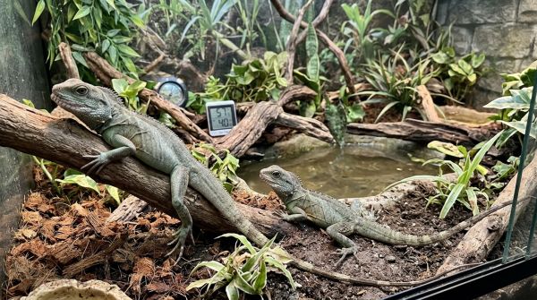 Comment prévenir les carences nutritionnelles chez les dragons d'eau chinois?