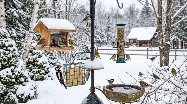 Quelles sont les meilleures pratiques pour nourrir les oiseaux en hiver?