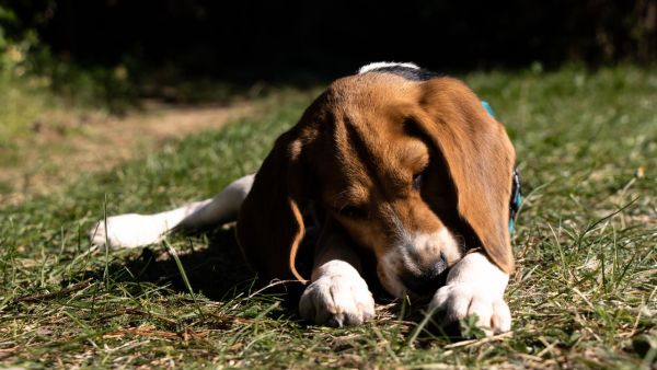 Quelles sont les meilleures techniques pour enseigner à un chien de race Beagle à ne pas aboyer excessivement?