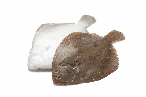 Quel est le rôle des bains de lumière UVB pour un agame des colons?